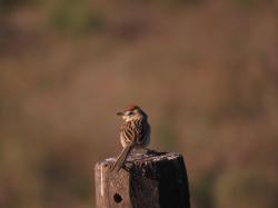 Foto Chotoy Spinetail