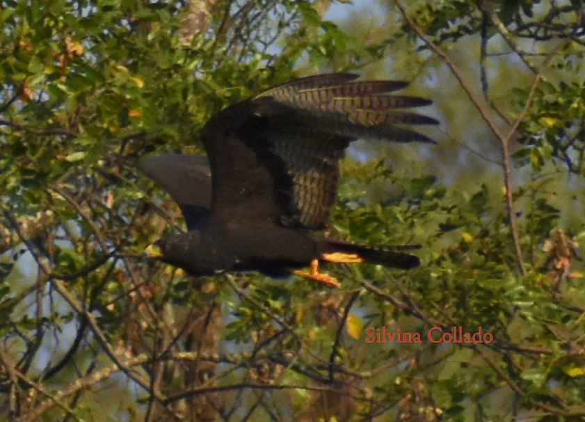Foto Aguilucho Negro