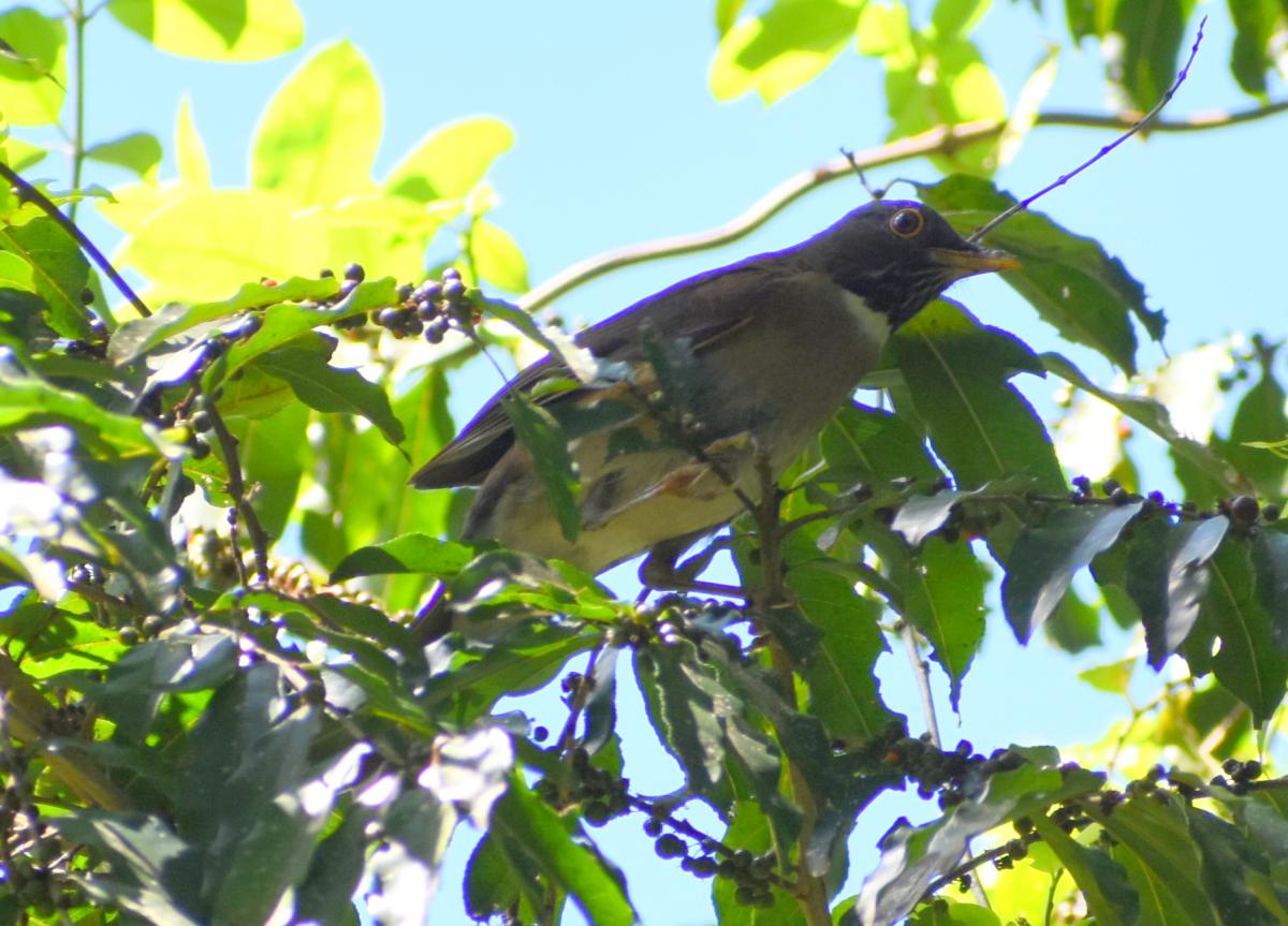 Foto Zorzal Collar Blanco