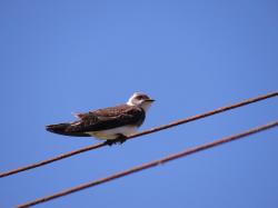 Foto Brown-chested Martin