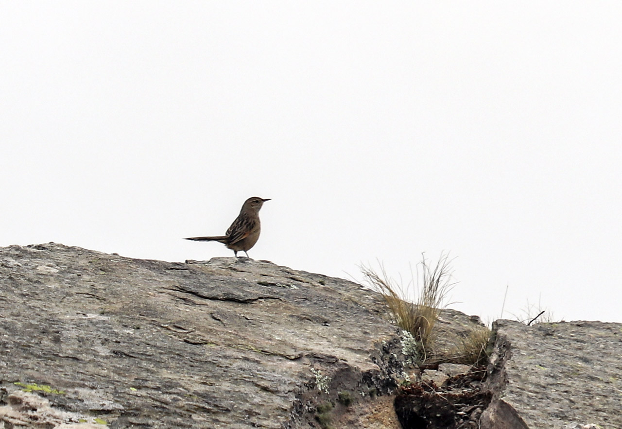 Photo Espartillero Serrano