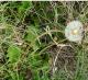 Taraxacum officinale