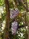 Wisteria sinensis
