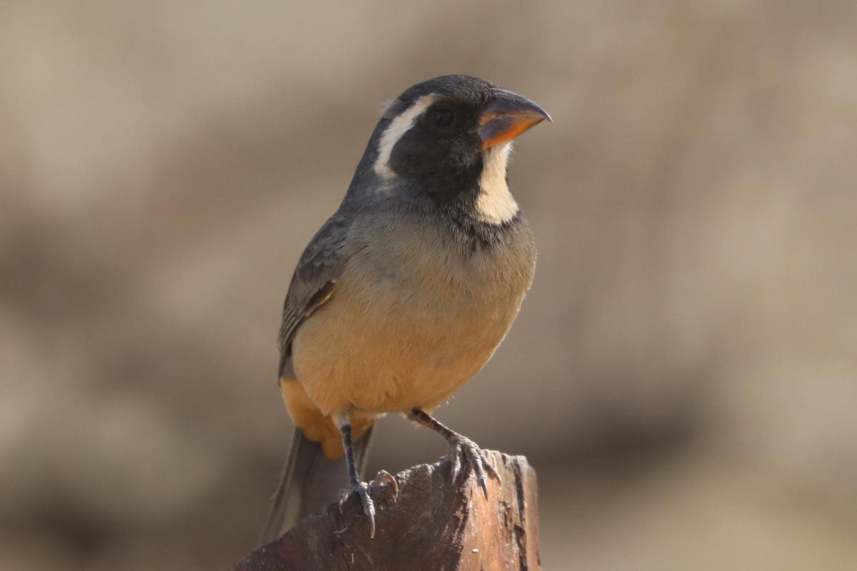 Photo Pepitero de Collar