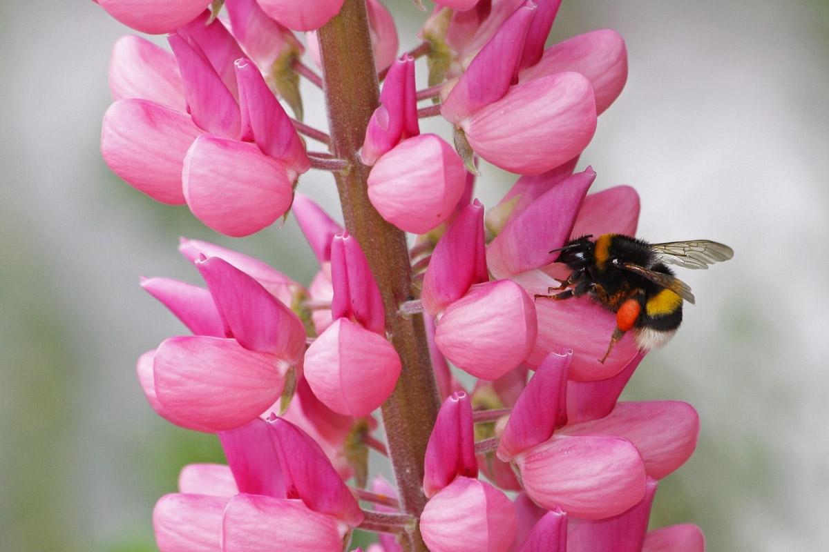 Foto Abejorro Terrestre