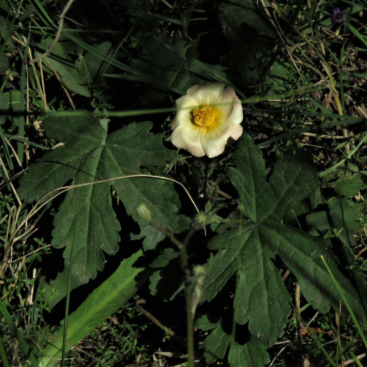 Foto Malva Del Campo