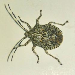  (Dinocoris sp.)