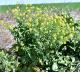 Brassica rapa