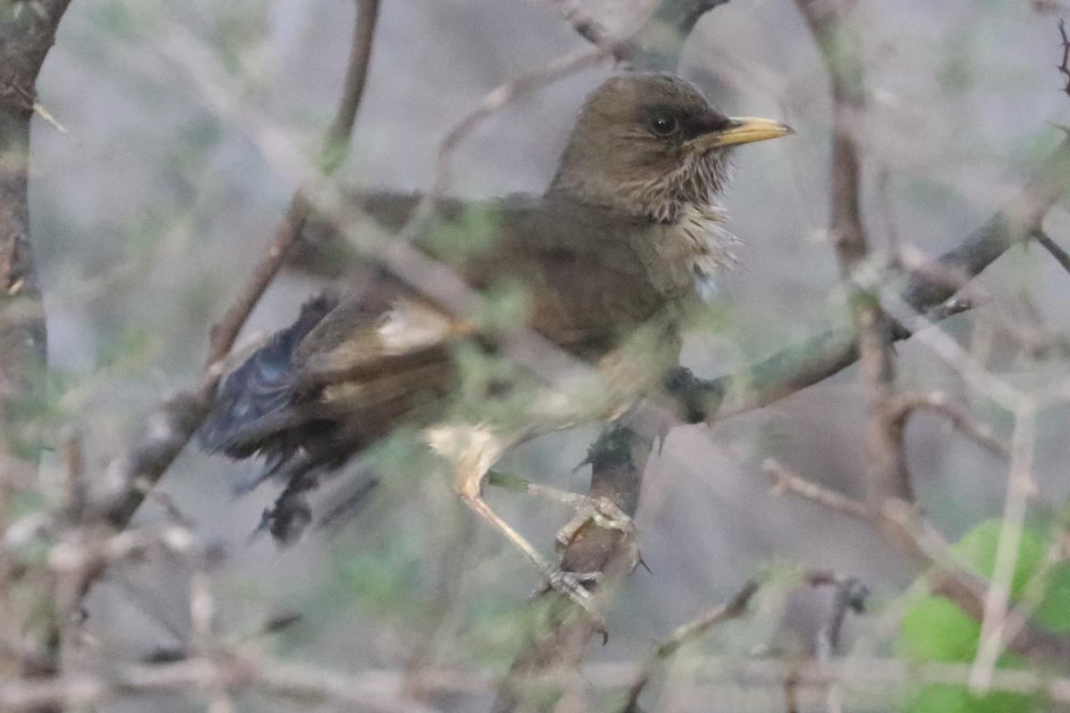 Foto Zorzal Chalchalero