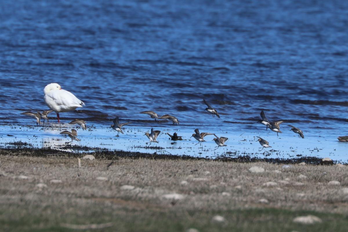 Foto Playerito Unicolor