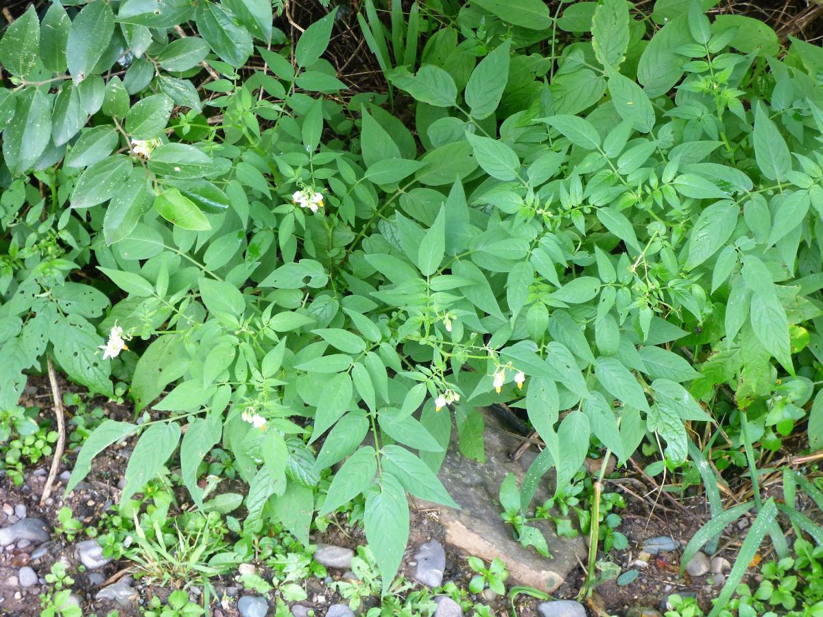 Foto Papita Silvestre