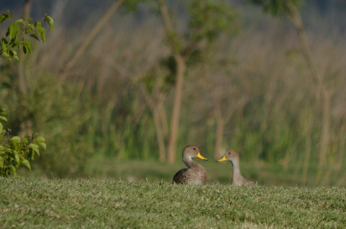 Photo Pato Maicero