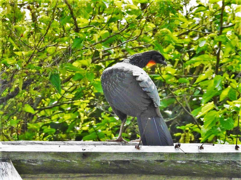 Foto Pava de Monte Común