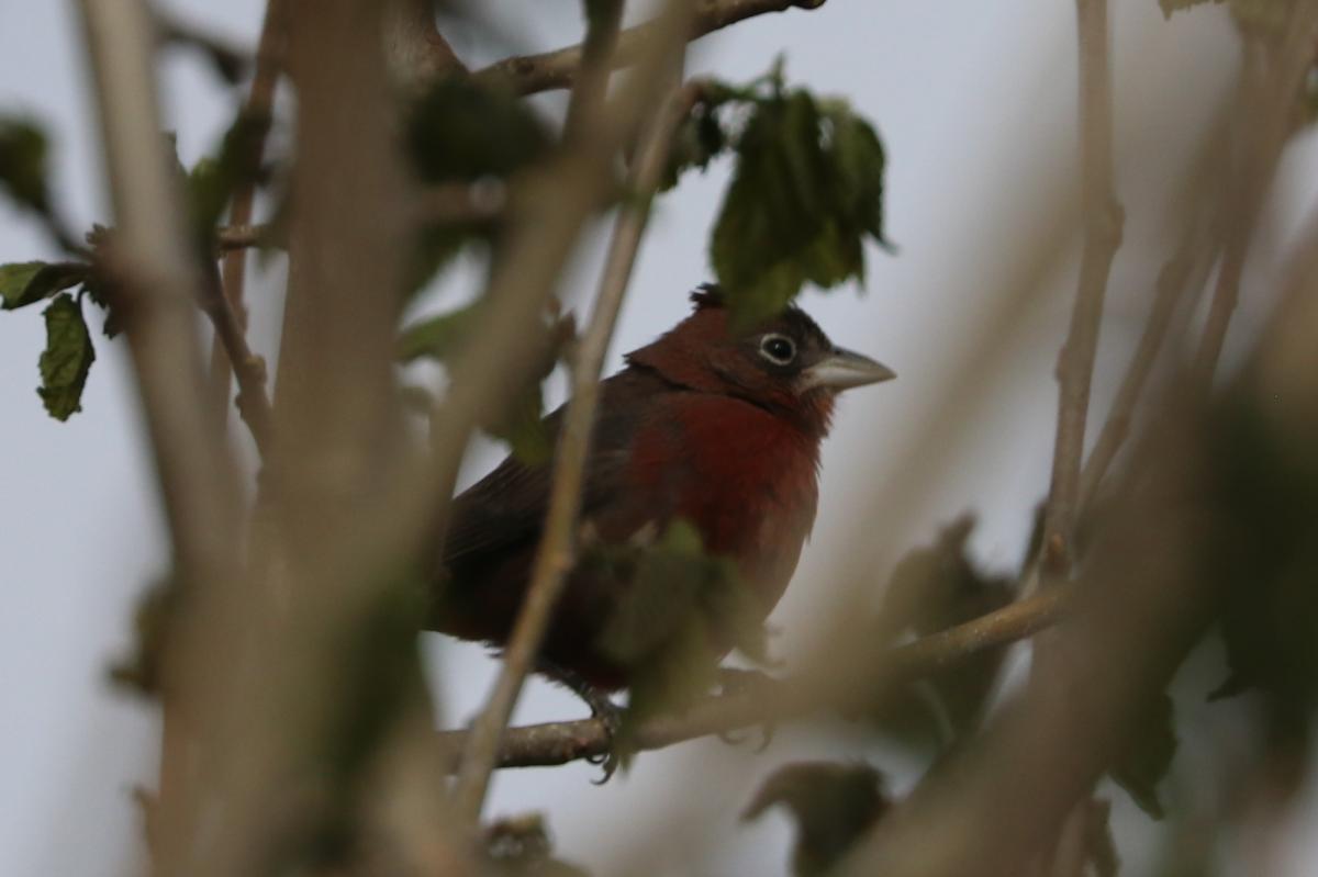 Foto Brasita de Fuego