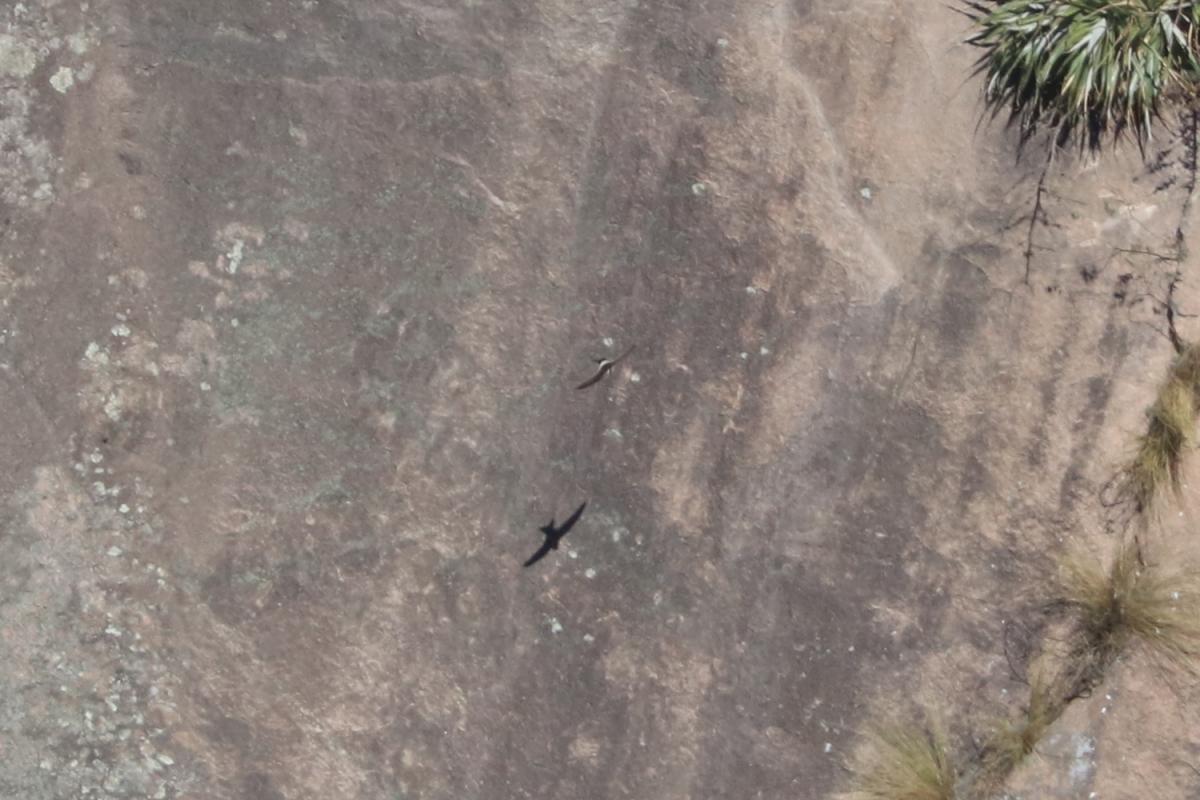 Photo Vencejo Blanco