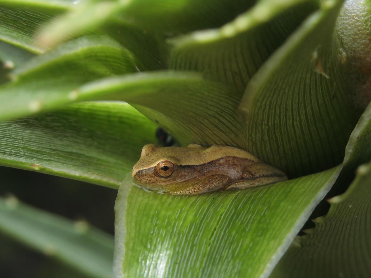 Photo Ranita Trepadora Enana