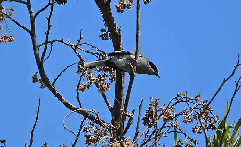Foto Tacuarita Azul