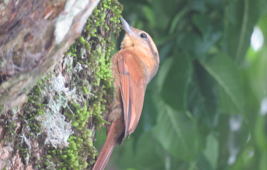 Foto Ticotico Grande
