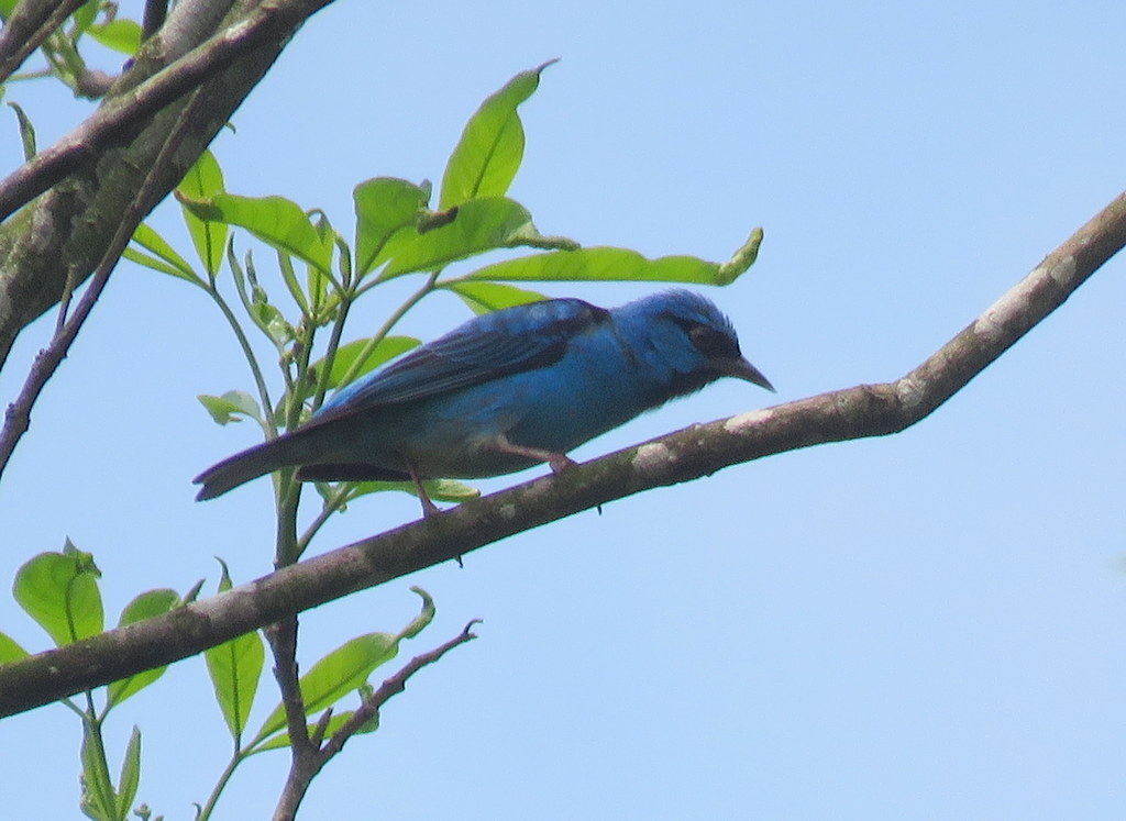 Photo Saí Azul
