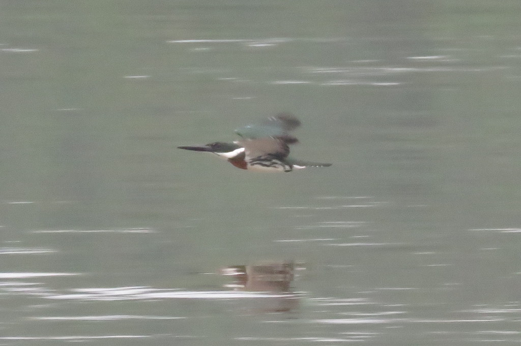 Photo Martín Pescador Mediano