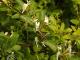 Lonicera japonica