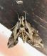Eumorpha analis