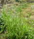 Bromus catharticus