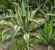 Agave americana