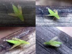  (Spangbergiella sp.)