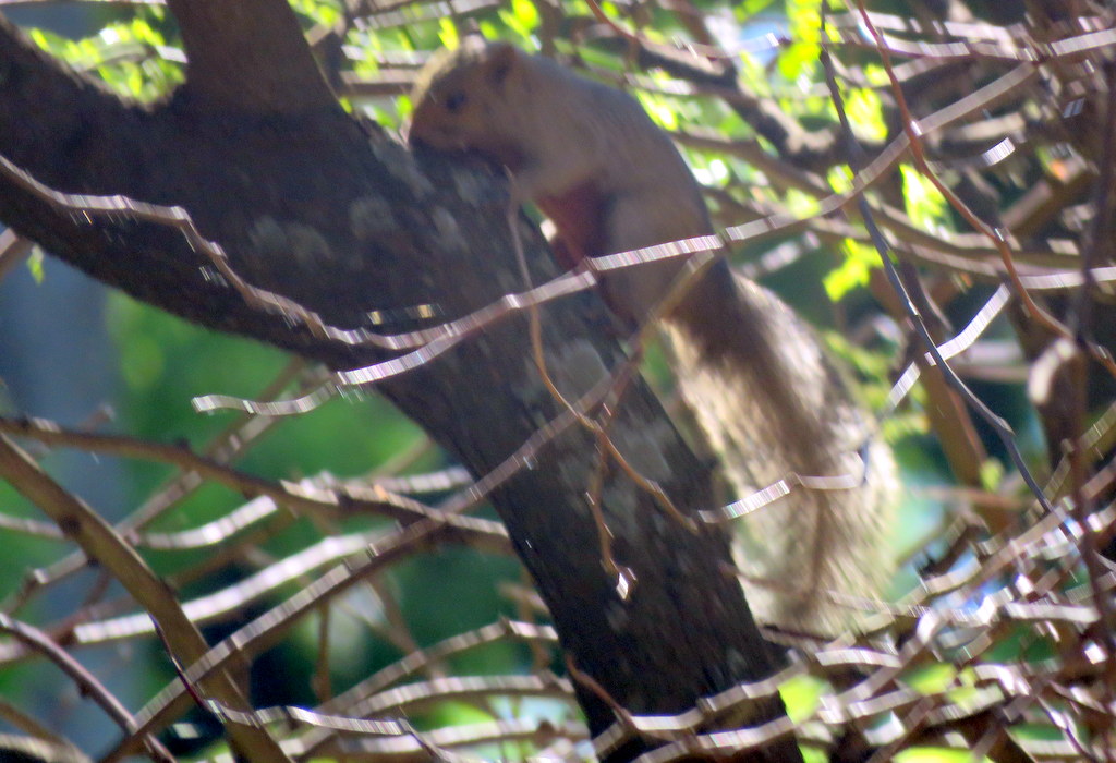 Foto Ardilla de Panza Roja