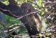 Callosciurus erythraeus