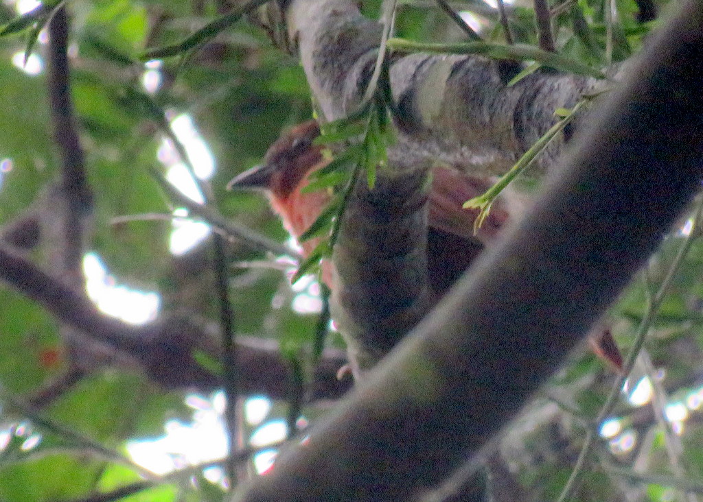 Photo Fueguero Morado