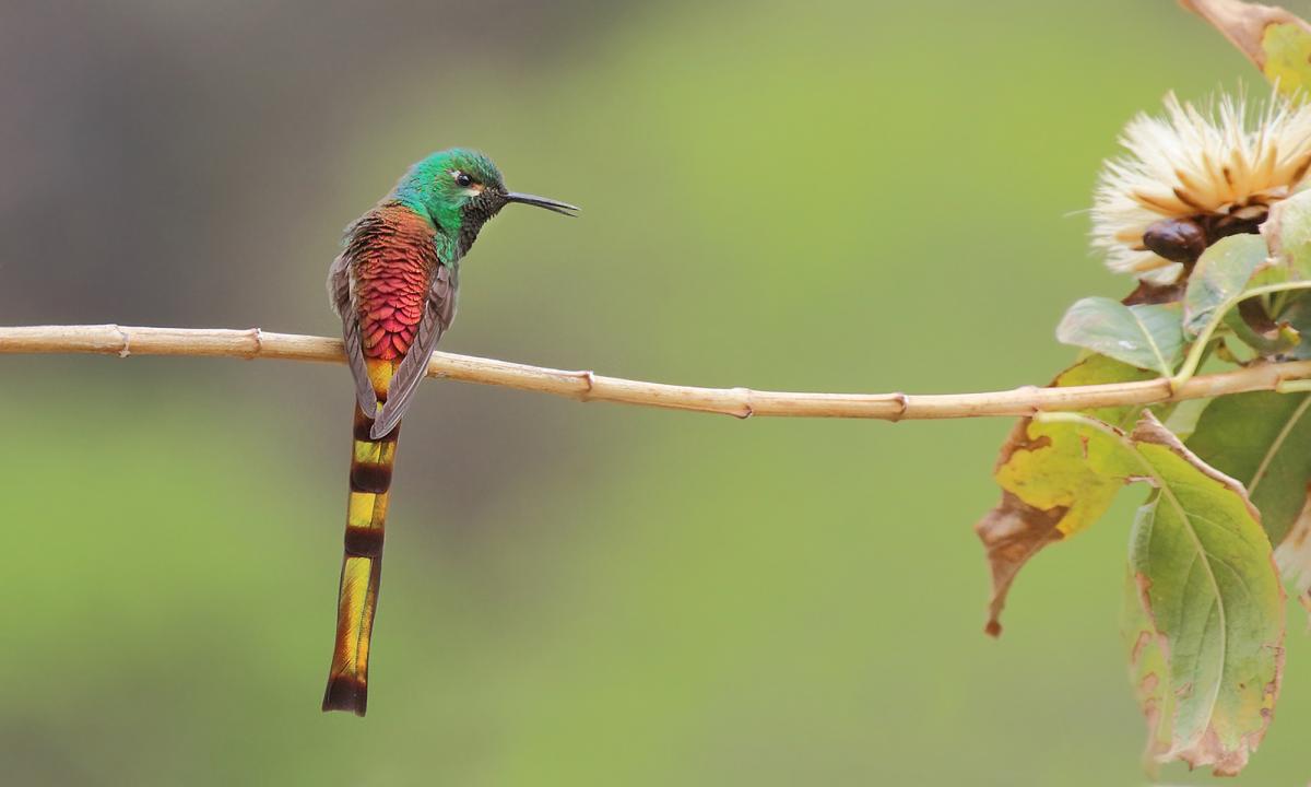 Foto Picaflor Cometa