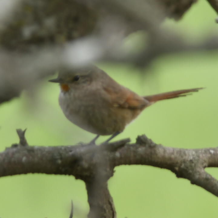 Foto Canastero Coludo