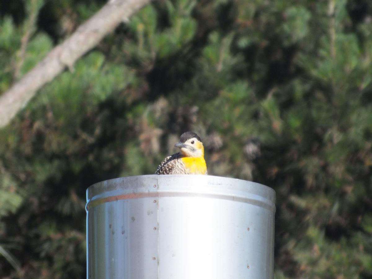 Foto Carpintero Campestre