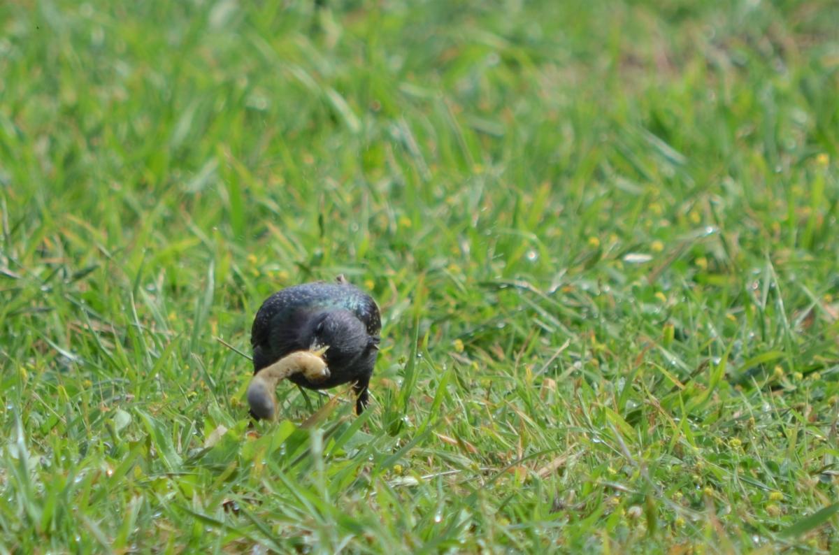Foto Estornino Pinto