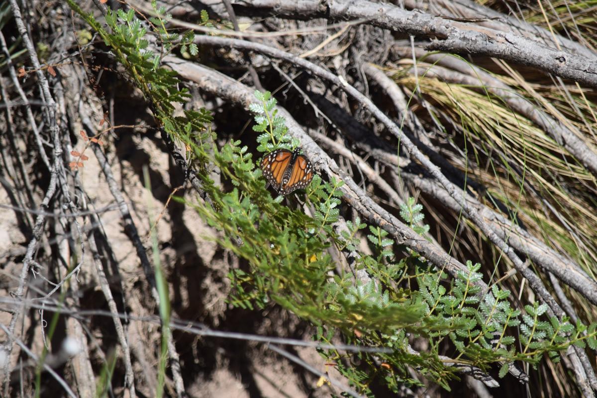 Foto Monarca del Sur