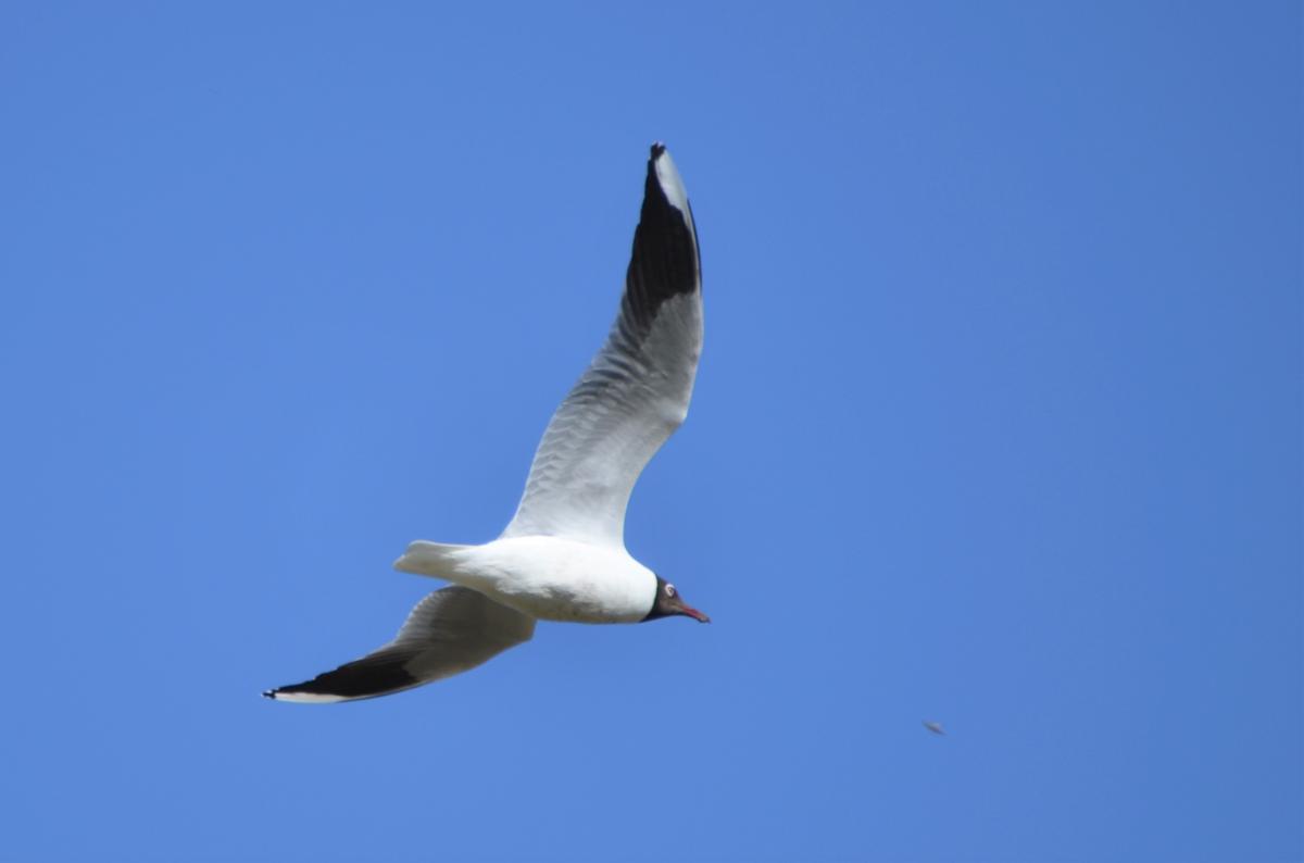 Foto Gaviota Capucho Café