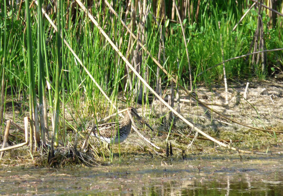 Foto Becasina Común