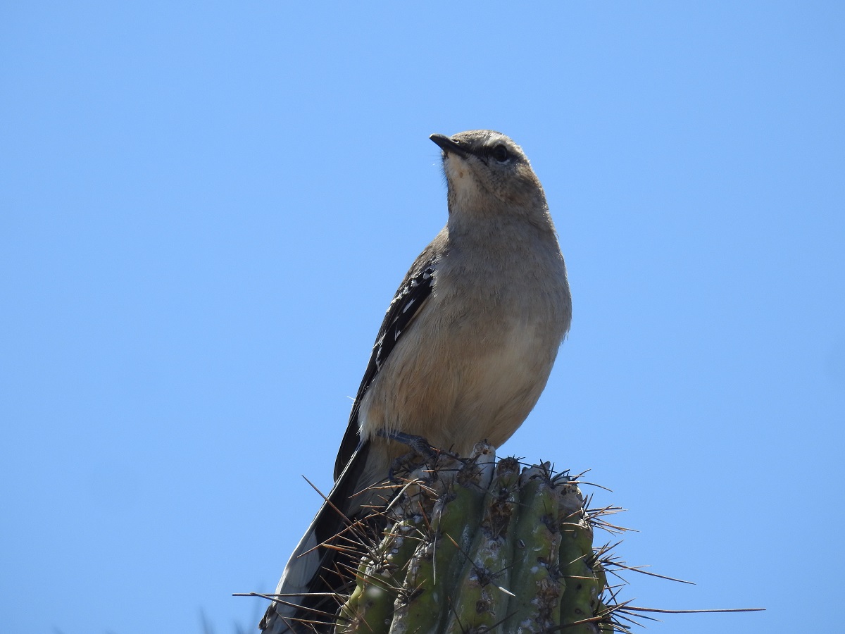 Foto Calandria Mora