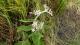 Oxypetalum solanoides