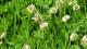 Trifolium repens