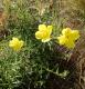 Oenothera affinis