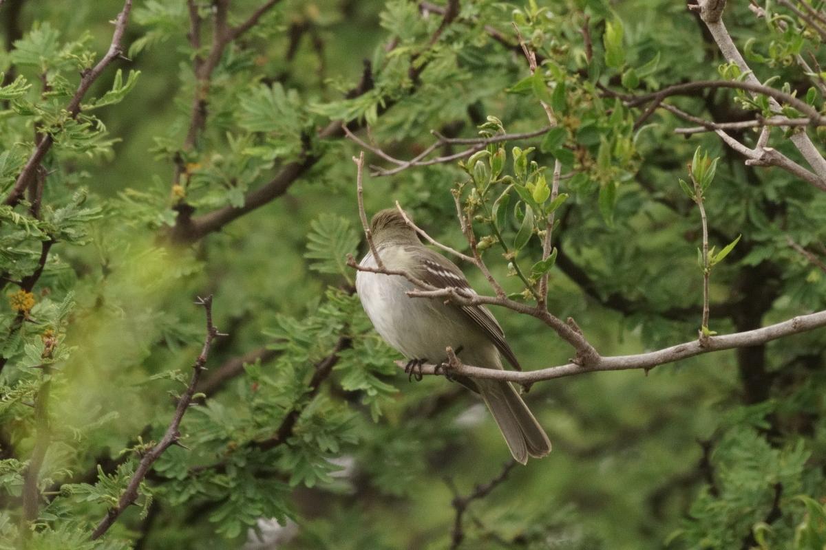 Foto Fiofío Pico Corto