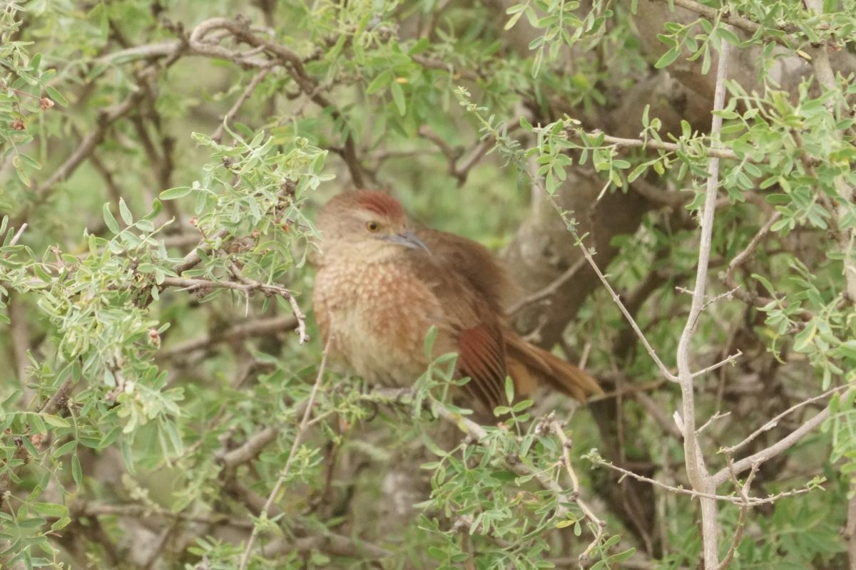 Foto Espinero Pecho Manchado