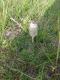 Coprinus comatus