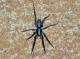 Teminius insularis