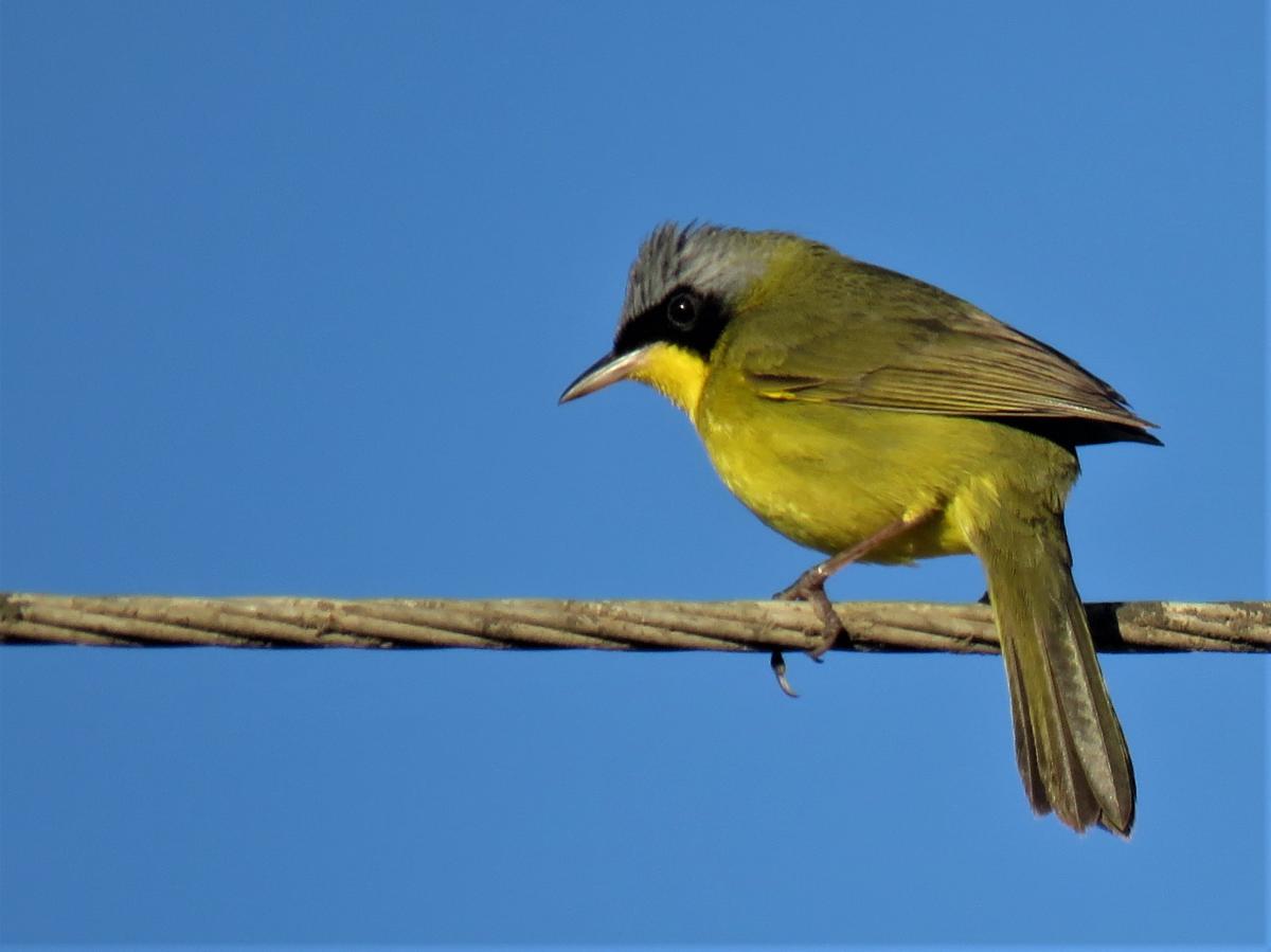 Foto Arañero Cara Negra