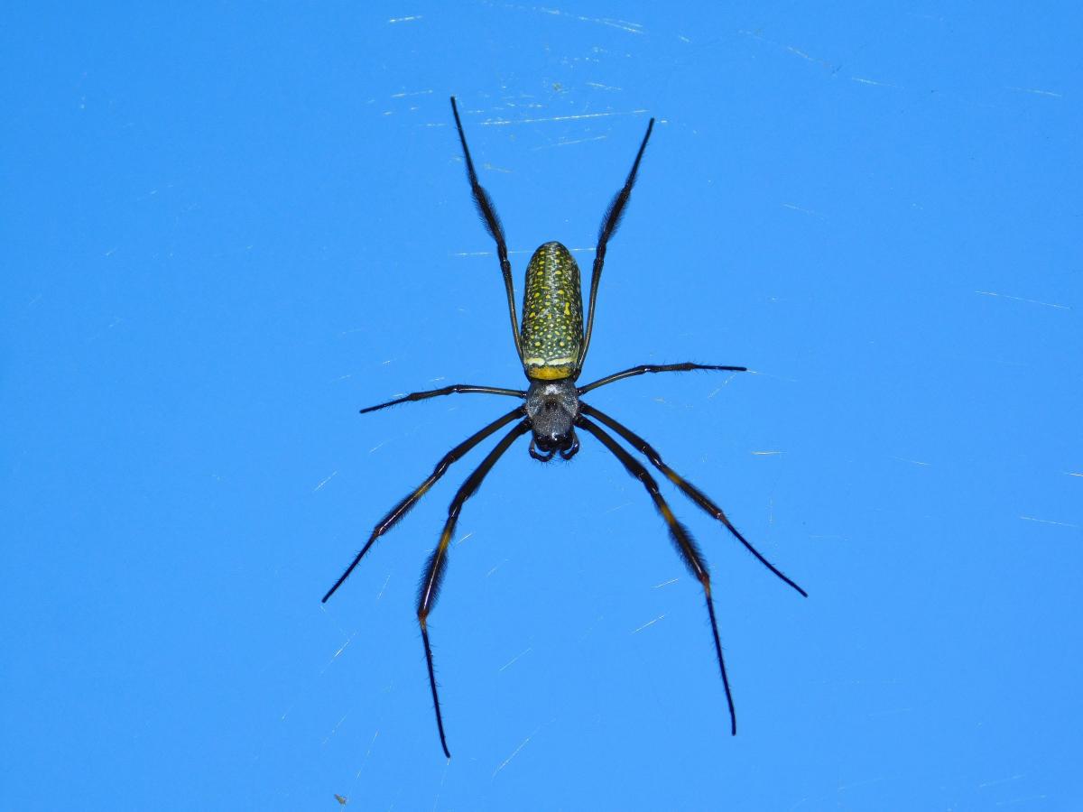 Photo Araña Tejedora Dorada