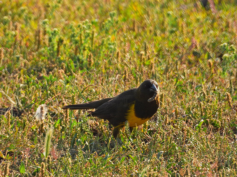 Foto Pecho Amarillo Común